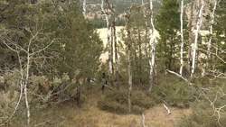 Bighorns at the Junction: how does human employment impact nature? Instructional Video