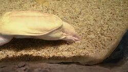 aquatic organisms Stock Footage