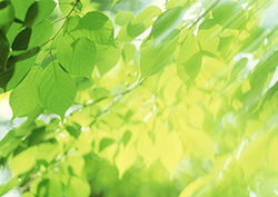 Photosynthesis Instructional Video