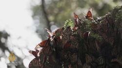 Butterfly populations decline: Human activities behind global drop in numbers News Clip