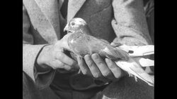 World War I carrier pigeon heroes News Clip
