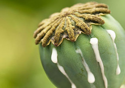 Harmful Drugs: Heroin Instructional Video