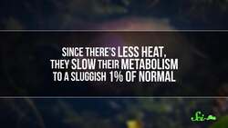 How "Cold-Blooded" Animals Survive the Cold Instructional Video