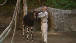 Okapis, Black Duikers, and Hippos, Oh My! Learn All About These African Animals Instructional Video