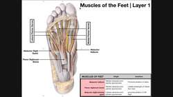 Intrinsic Muscles of the Feet [Part 1] Layers 1 & 2 Instructional Video