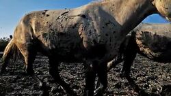 White Camargue horse, Camargue, France Stock Footage