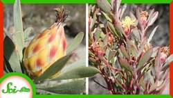 These Plants Are the Same Species Instructional Video