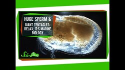 Huge Sperm and Giant Tentacles: Relax, It's Marine Biology Instructional Video