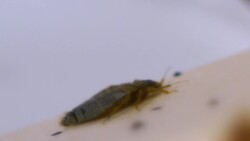 What Are Your Legal Rights with a Bed Bug Infestation? Instructional Video