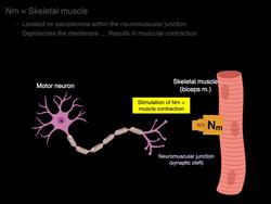 Nicotinic cholinergic receptors Instructional Video