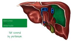 Posterior view of the liver Instructional Video