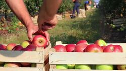 Apple picking in orchard Stock Footage
