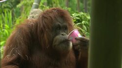 This Orangutan Was One of the First To Ever Have Open Heart Surgery Instructional Video
