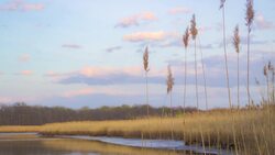 Connective Bodies of Water: Marshes, Estuaries, and Straits Instructional Video