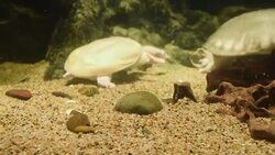 aquatic organisms Stock Footage