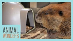Huckleberry the Beaver Gets a New Igloo! Instructional Video