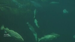 Atlantic cod population continues to decline News Clip