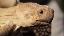 7 Facts about Sulcata Tortoise aka African Spurred Tortoise Instructional Video