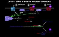 Anatomy - Mechanisms of Smooth Muscle Contraction Instructional Video