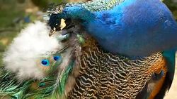 Elegant wild exotic bird with colorful artistic feathers. Close up of peacock textured plumage. Flying Indian green peafowl (Pavo cristatus) in real nature, vibrant pattern of luminous tail and wings. Stock Footage