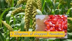 How to Cook Millet Instructional Video