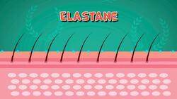 Five Facts - Skin Instructional Video