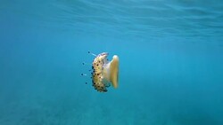 Slow motion of Jellyfish floating and swimming in Aegean sea in Greece Stock Footage