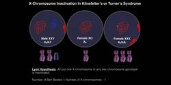 Genetics | X-chromosome Inactivation, Barr Bodies, and the Calico Cat Instructional Video
