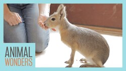 Baby Cavy's 1st Training Session! Instructional Video