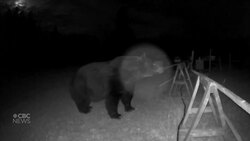 Grizzly goes after beehives in Bearberry, Alta. News Clip
