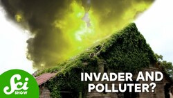 Kudzu: So Bad It Even Makes the Air Worse! Instructional Video