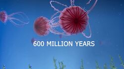 Do Jellyfish Have Eyes? Instructional Video