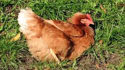 Chickens! Learn about Chickens for Kids Instructional Video