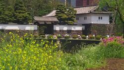 Edo Castle and mustard flower in Tokyo, Japan Stock Footage