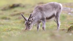 Svalbard Reindeer Stock Footage