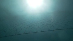 VOICED : Shark nets: the 'curtains of death' protecting South Africa's beaches News Clip