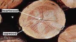 The Structure of Wood and Ring Anomalies Instructional Video