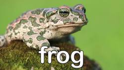 Wild Animal Sounds! Learning Zoo Animal Sounds for Kids Instructional Video