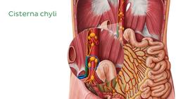 Lymphatics of the pancreas, duodenum and spleen Instructional Video