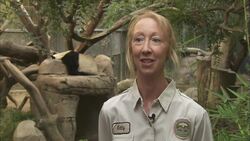 Testing a Panda’s Hearing Range is a Fun Activity for Zookeepers Instructional Video