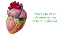 Inferior vena cava Instructional Video