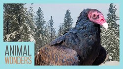 Too Cold For Our Vulture! Instructional Video