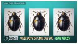 10 Ridiculous Scientific Names Instructional Video