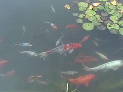 ¿Qué necesitan los seres vivos?: un lugar para vivir Instructional Video