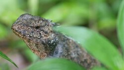 lizard anterior part Stock Footage