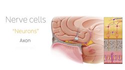 What is a nerve? Instructional Video