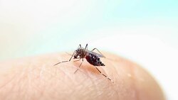 Close-up of a mosquito sucking blood on human skin, Mosquito is carrier of Malaria/ Encephalitis/ Dengue, Macro shot Stock Footage