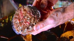 Sustainable Seafood Abalone Farming In Monterey Instructional Video