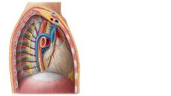 What is a vein? Instructional Video