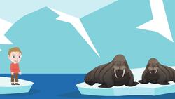 I WONDER - Why Do Walruses Have Tusks? Instructional Video